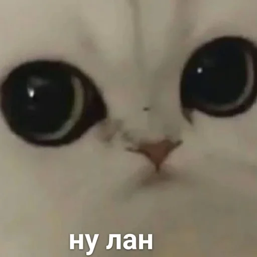 Стикер Можлочок Потiк - 11