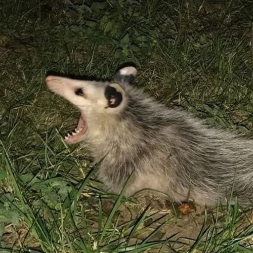 Стикер MochaVSGovno - 1