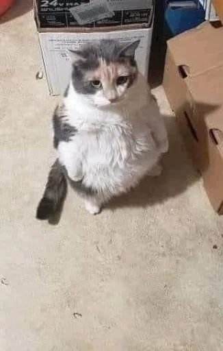 small to medium-sized cats animal felidae