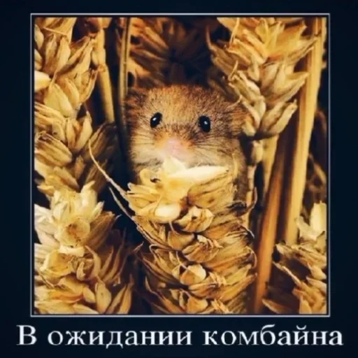 Стикер Mogysik - 1