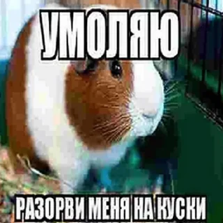 Стикер @HqlkModding - 2