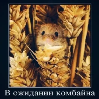 Стикер @HqlkModding - 11