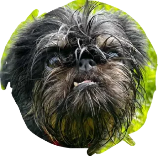 Стикер Mohnoorka - 5