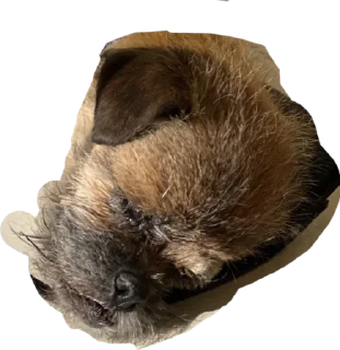 Стикер Mohnoorka - 9