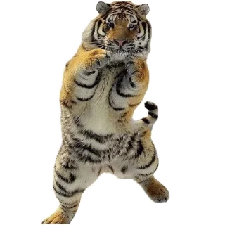 Стикер Мои стикеры - 11