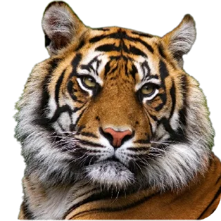 Стикер Мои стикеры - 2