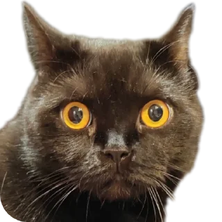 Стикер Мои стикеры - 4