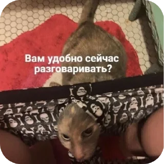 Стикер Александра пикчер представляет=> - 2