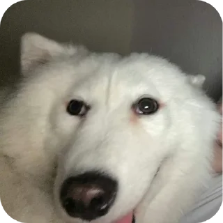 Стикер Рандом стики @EncoreLovi - 9