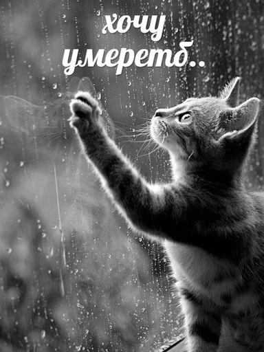 animal mammal small to medium-sized cats