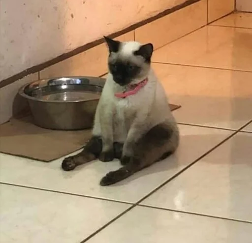 indoor domestic cat small to medium-sized cats