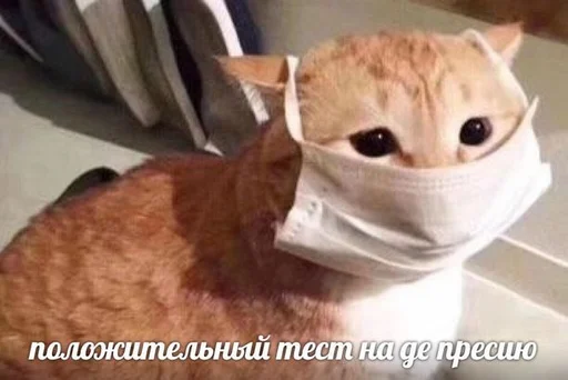 кошка СМС комнатный