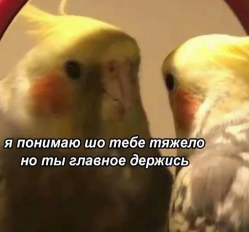 животное птица попугай