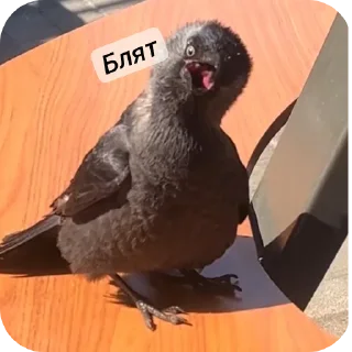 Стикер Стикеры Максимки :З - 11