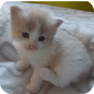 Sticker janeStickers - 8