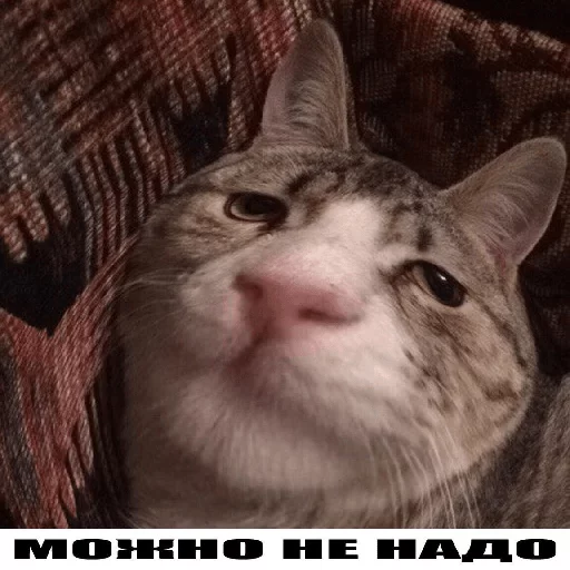 Можно не можно - 