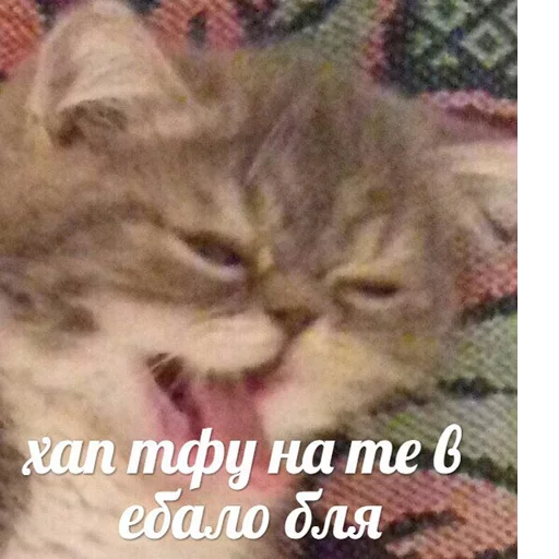 млекопитающее животное кошка