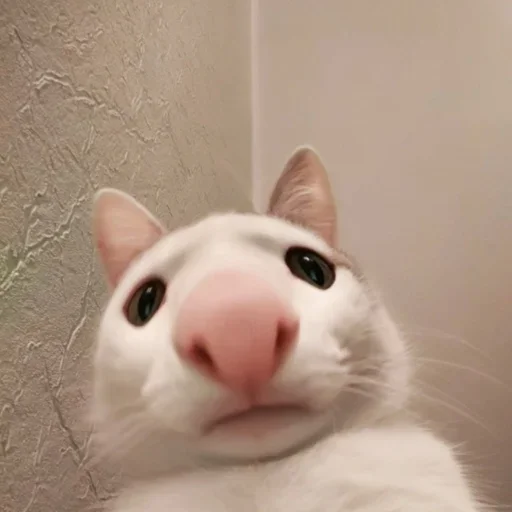 млекопитающее животное кошки малого и среднего размера