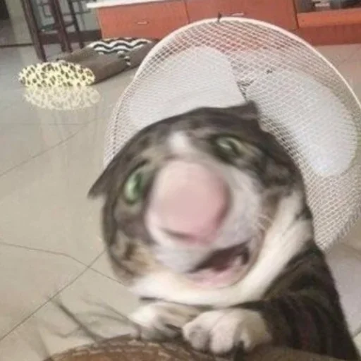 домашнее животное комнатный этаж