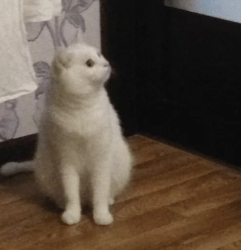 млекопитающее животное комнатный