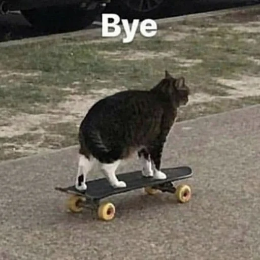 кошка на открытом воздухе скейтборд
