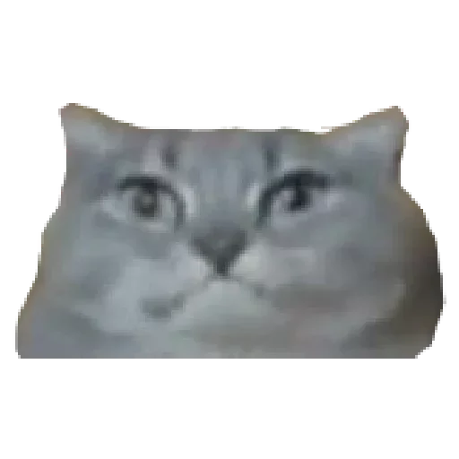 животное кошка кошки малого и среднего размера