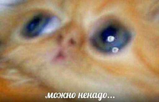 животное млекопитающее кошка