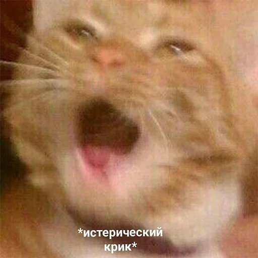 животное млекопитающее кошка