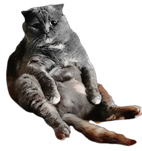 animal mammal felidae