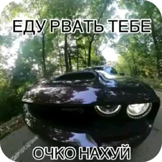 Sticker Molfin Pack - 1