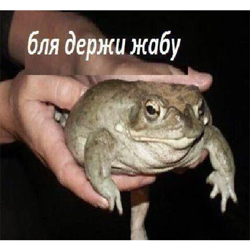 animal frog amphibian