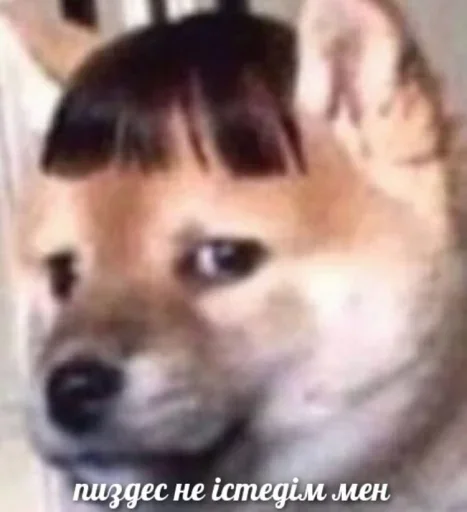 собака домашнее животное порода собак