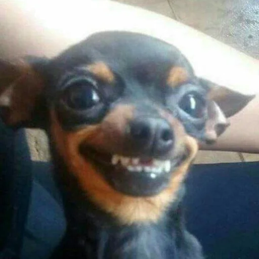 порода собак млекопитающее животное