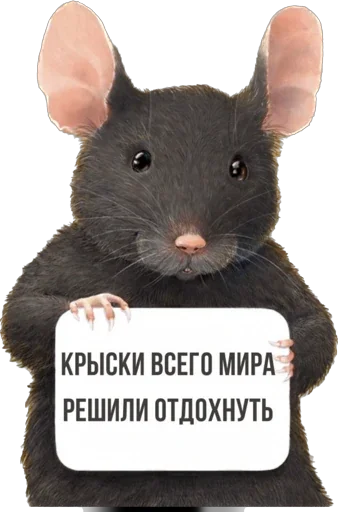 КрыскиВсегоМира - 