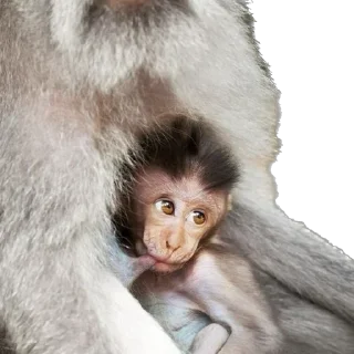 Стикер КрыскиВсегоМира - 6