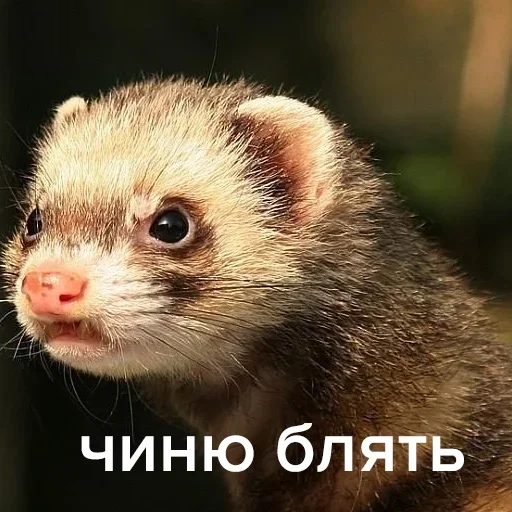 животное млекопитающее хорек