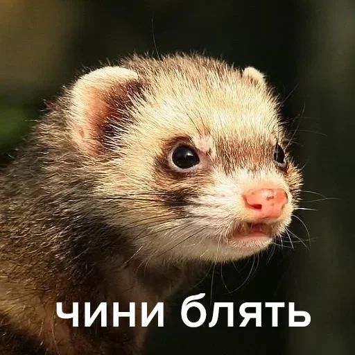 animal mammal polecat