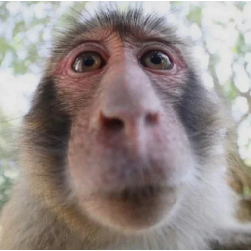 абизянки :: @xarakterx - 