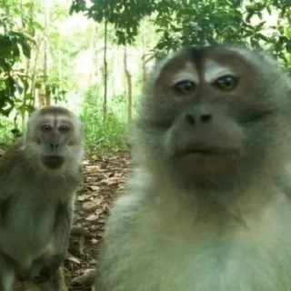 Стикер абизянки :: @xarakterx - 0