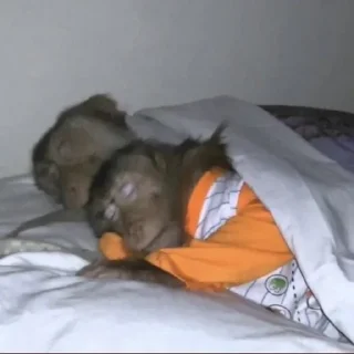 Стикер абизянки :: @xarakterx - 5