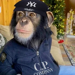 Стикер абизянки :: @xarakterx - 7