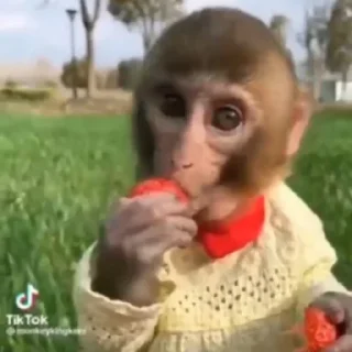 Стикер абизянки :: @xarakterx - 11