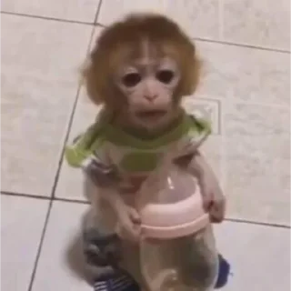 Стикер абизянки :: @xarakterx - 2