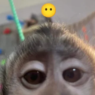 Sticker Бибизяна - 2