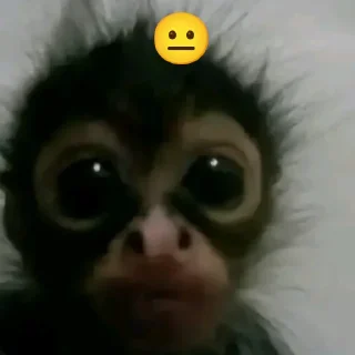 Sticker Бибизяна - 6