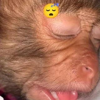 Sticker Бибизяна - 3