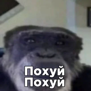 Стикер Тимчик @RubenSigmas - 5