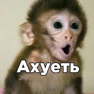 Стикер Тимчик @RubenSigmas - 6