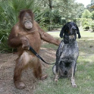 Sticker @h4s10k Monkey - 4