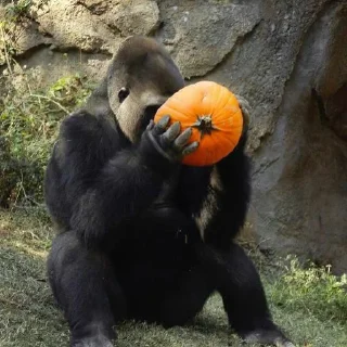 Sticker @h4s10k Monkey - 9